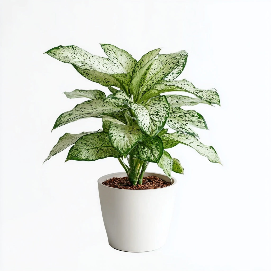Dieffenbachia Vesuvius - Ø27cm - ↕80cm