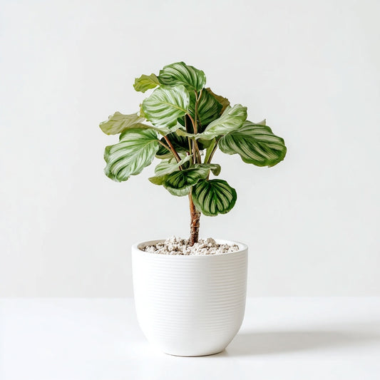 Calathea Medallion - 80 cm - Ø24cm