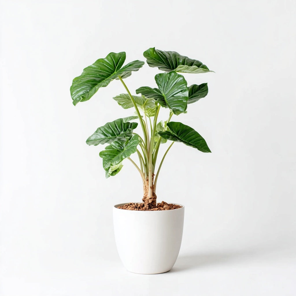 Alocasia Lukiwan - Ø12cm - ↕20cm