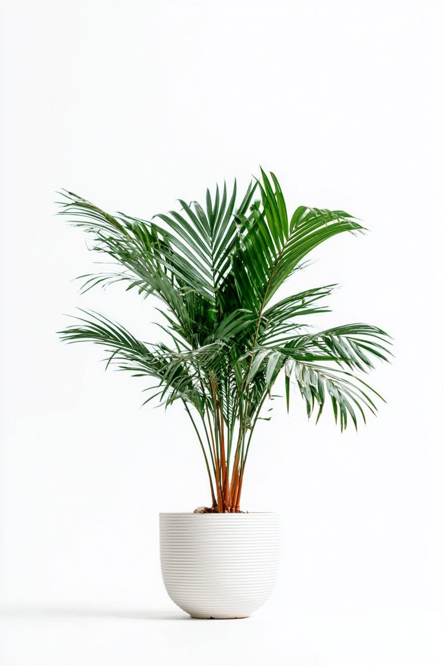 Dypsis Lutescens (Areca Palm) - 200 cm - ø40