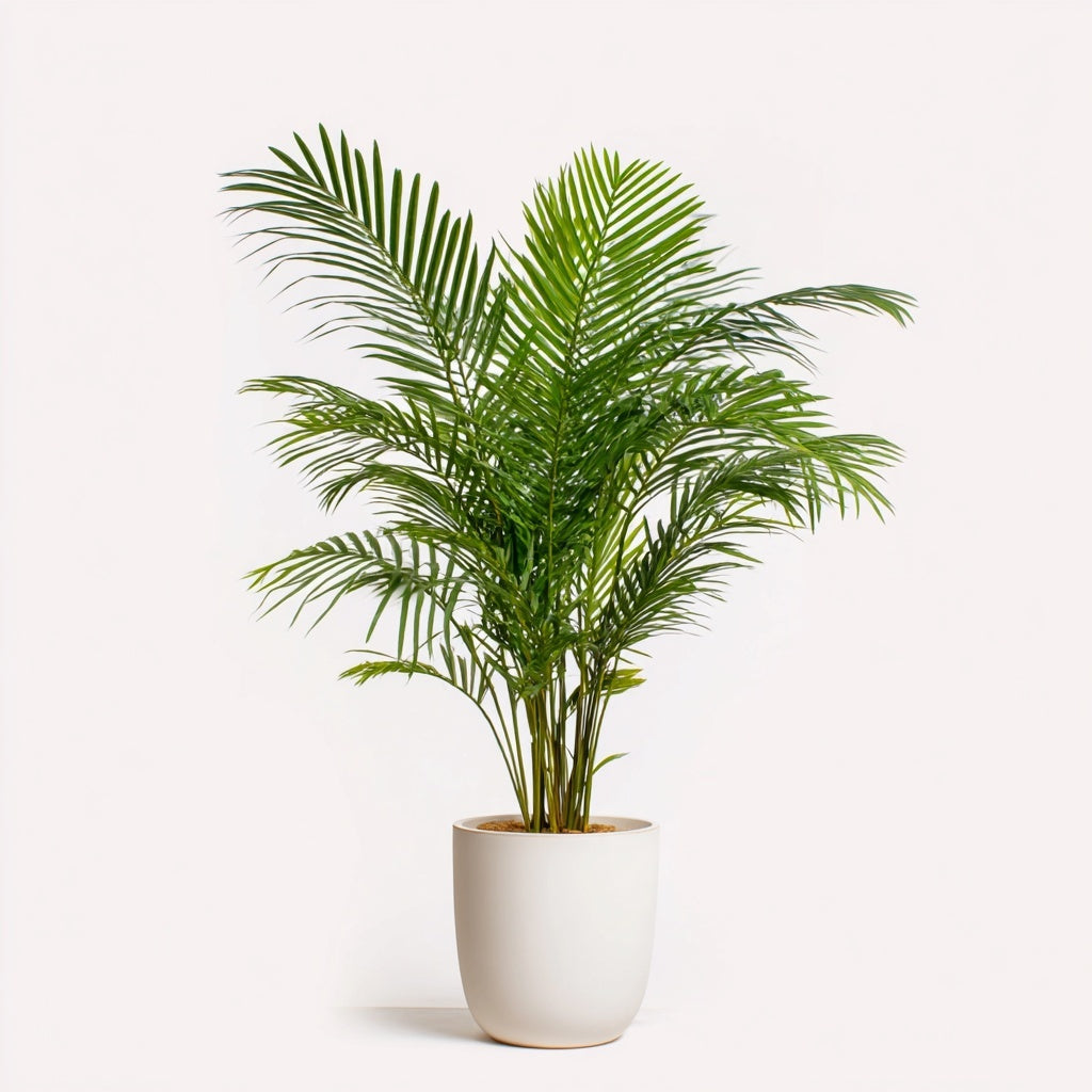 Combi deal - Areca palm inclusief elho Vibes Fold Round wit Ø30 - 160 cm