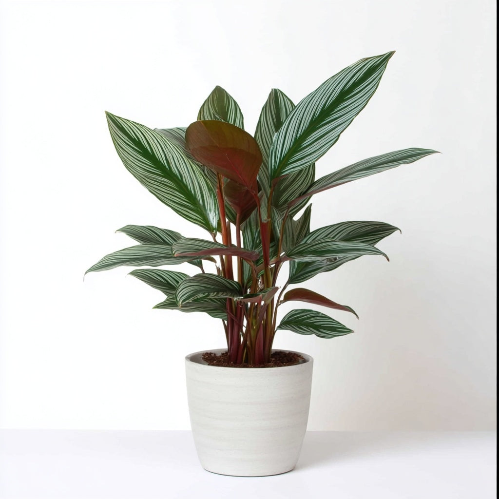 Calathea Stripestar - 40 cm - Ø12cm