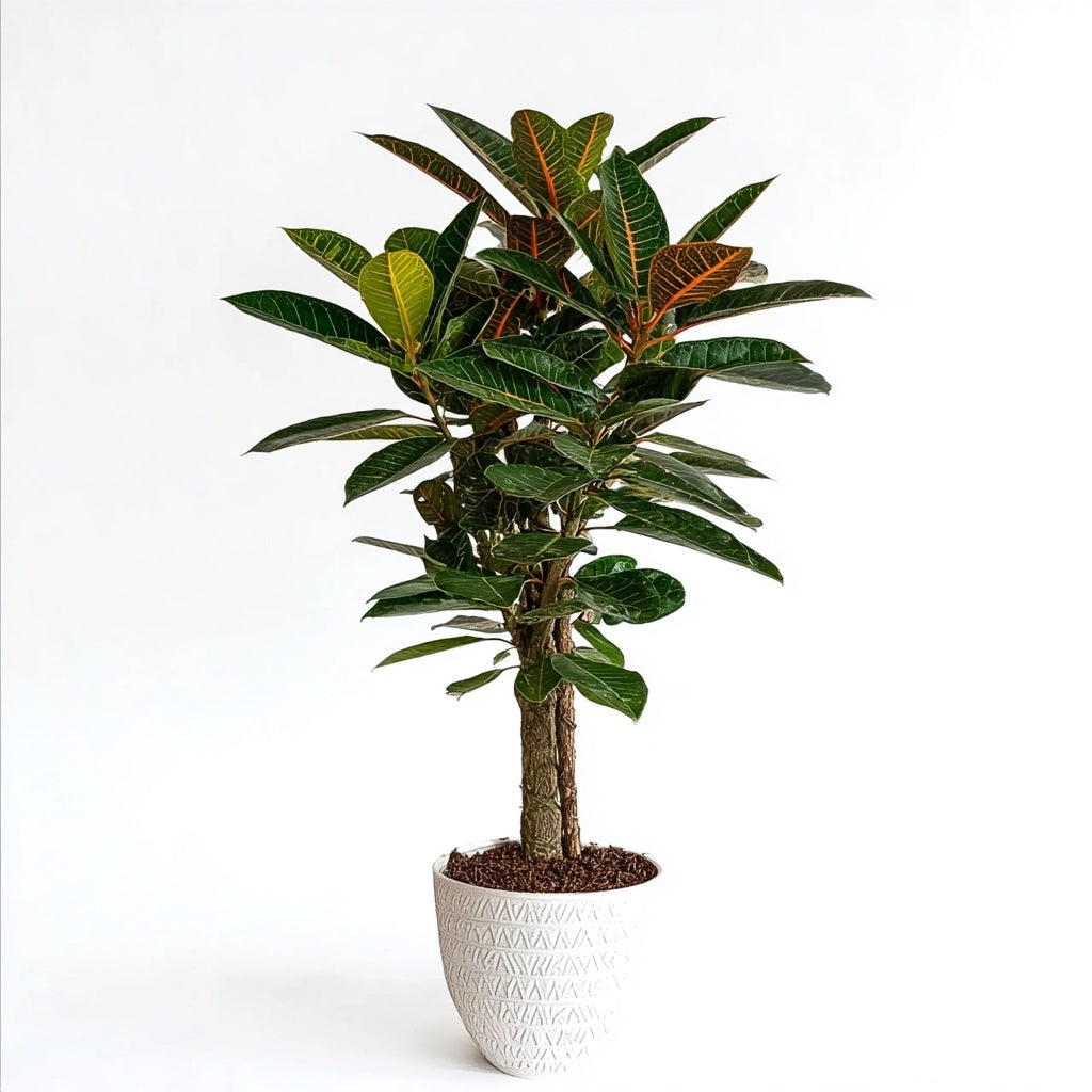 Codiaeum (Croton) Petra vertakt - 100 cm - Ø21cm