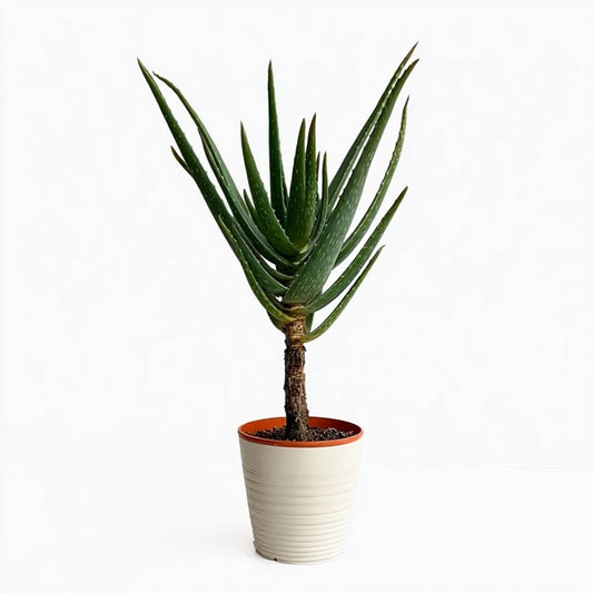 Aloë Barberae - 160 cm - Ø30cm