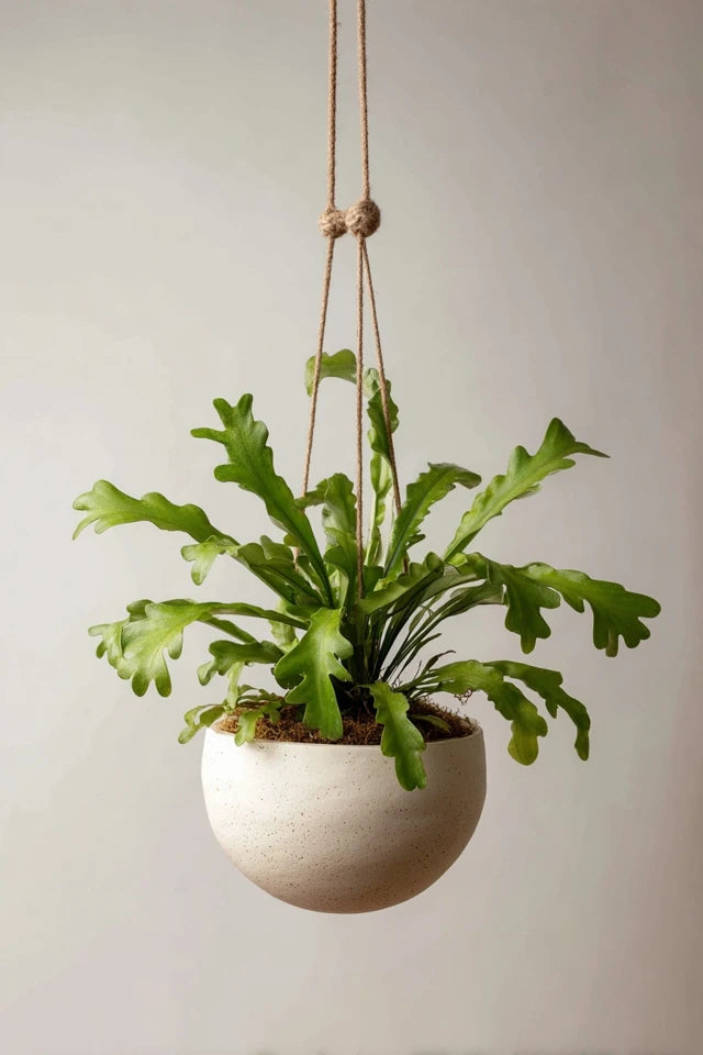 Platycerium Bifurcatum - Ø17cm - ↕30cm + Pot Brussels D18x17cm - Weiß