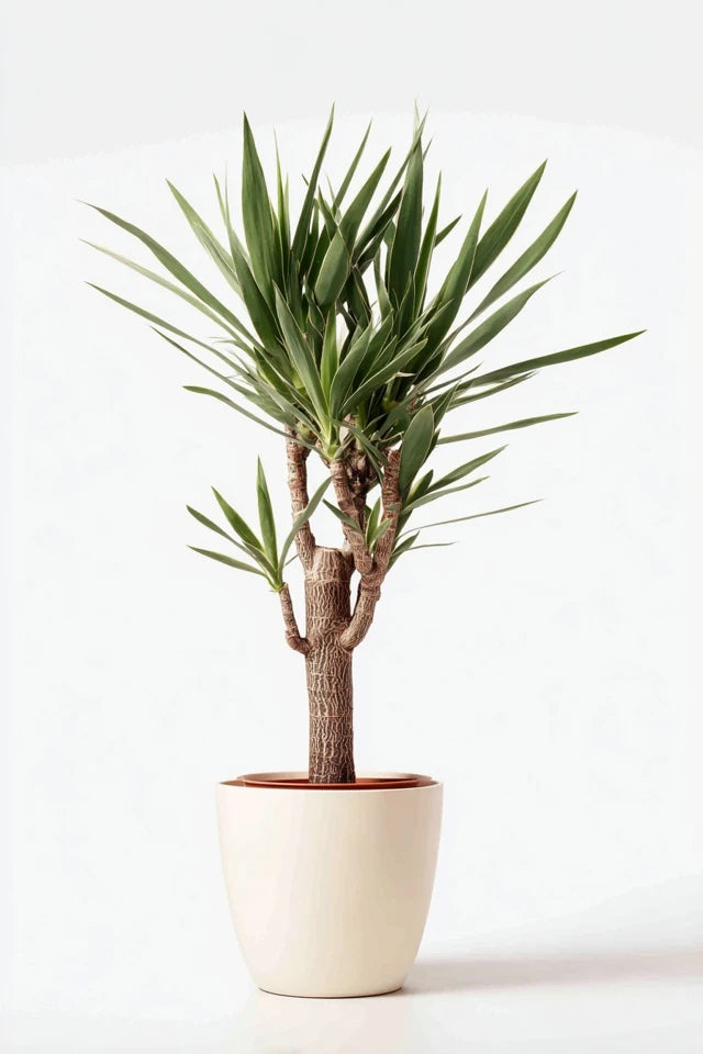 Yucca Elephantipe vertakt - 150 cm - ø31