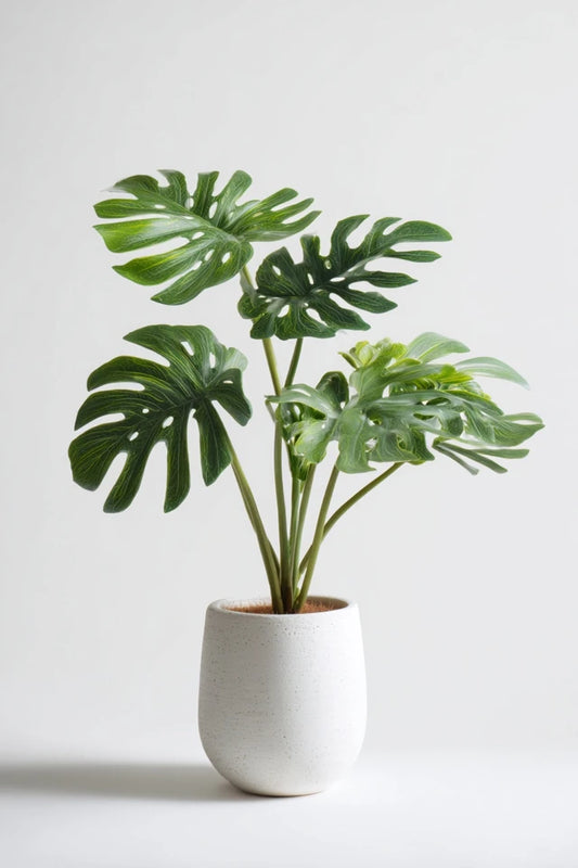 Monstera Deliciosa - 70 cm - 17cm
