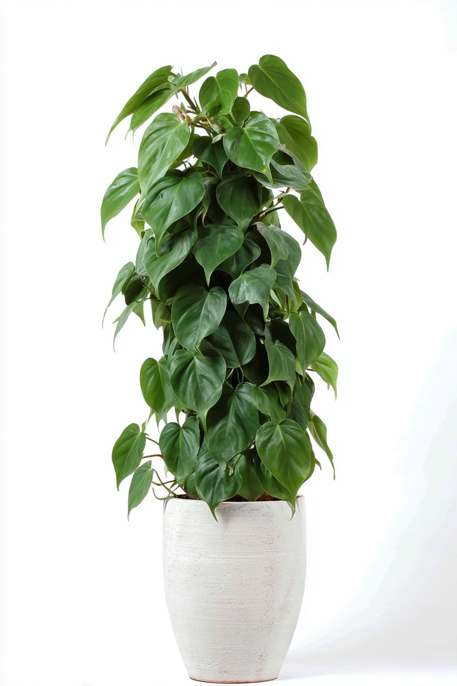Philodendron Scandens mosstok - 150 cm - ø27