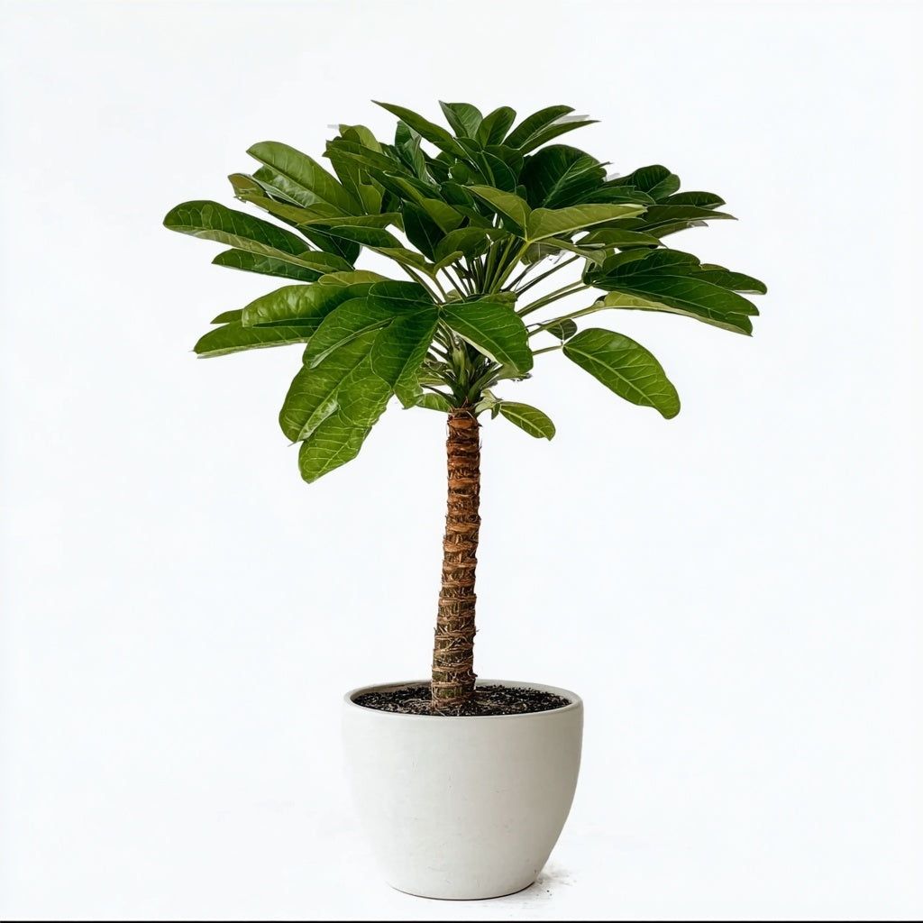 Birghamia Insignis - 25 cm - Ø12cm