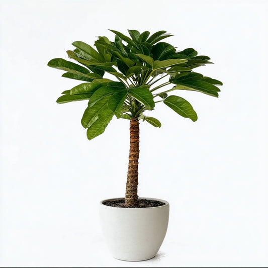 Birghamia Insignis - 25 cm - Ø12cm