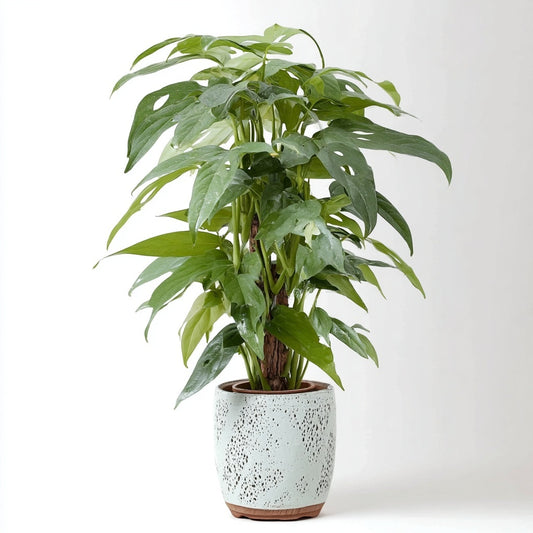 Epipremnum Pinnatum Cebu Blue - Ø17cm - ↕65cm