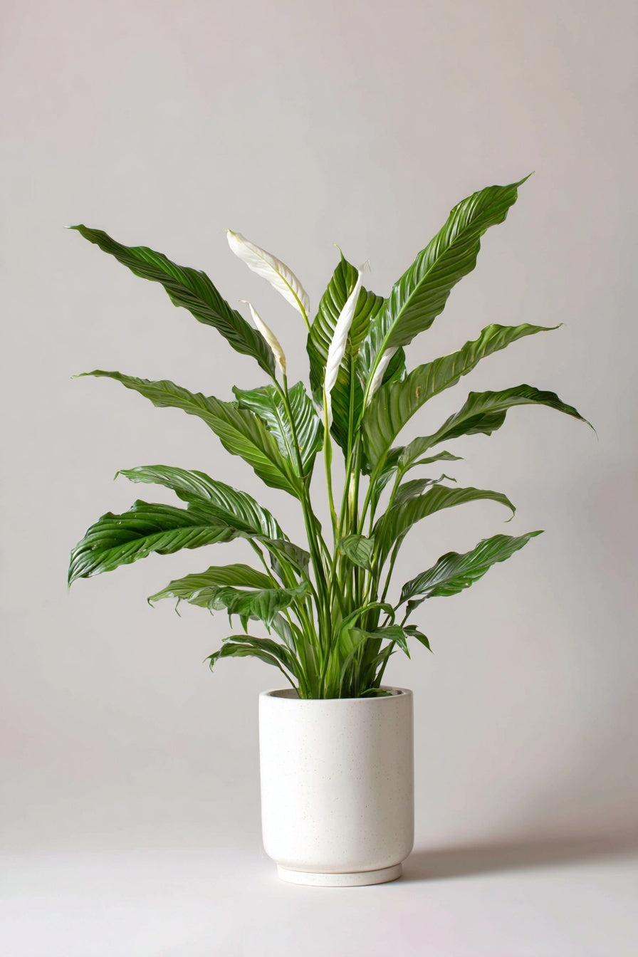 Spathiphyllum Sweet Sebastiano - Ø24cm - ↕110cm