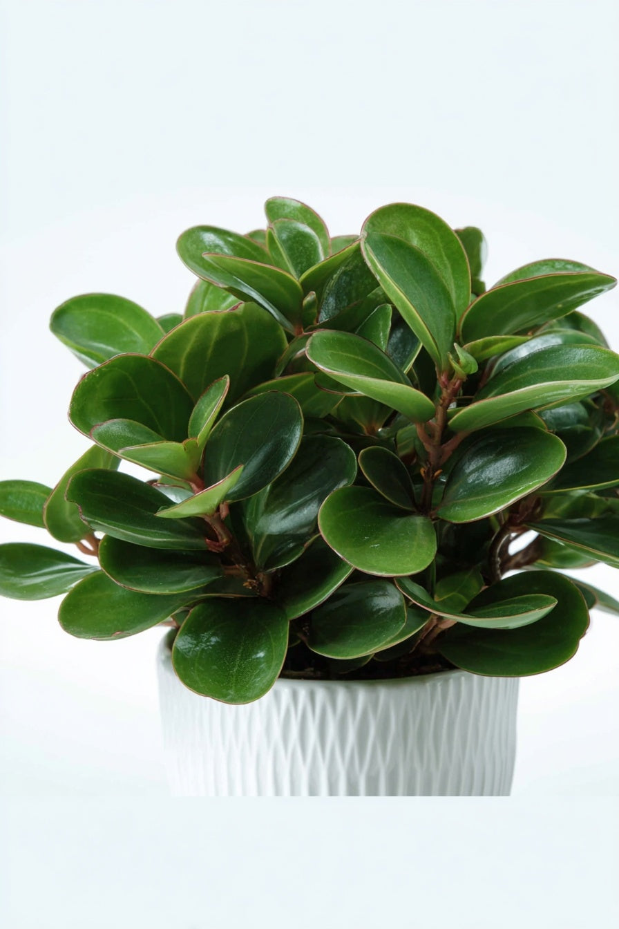 Peperomia Burning Bush - Ø15cm - ↕25cm + Maas Pot D16x14cm - Braun