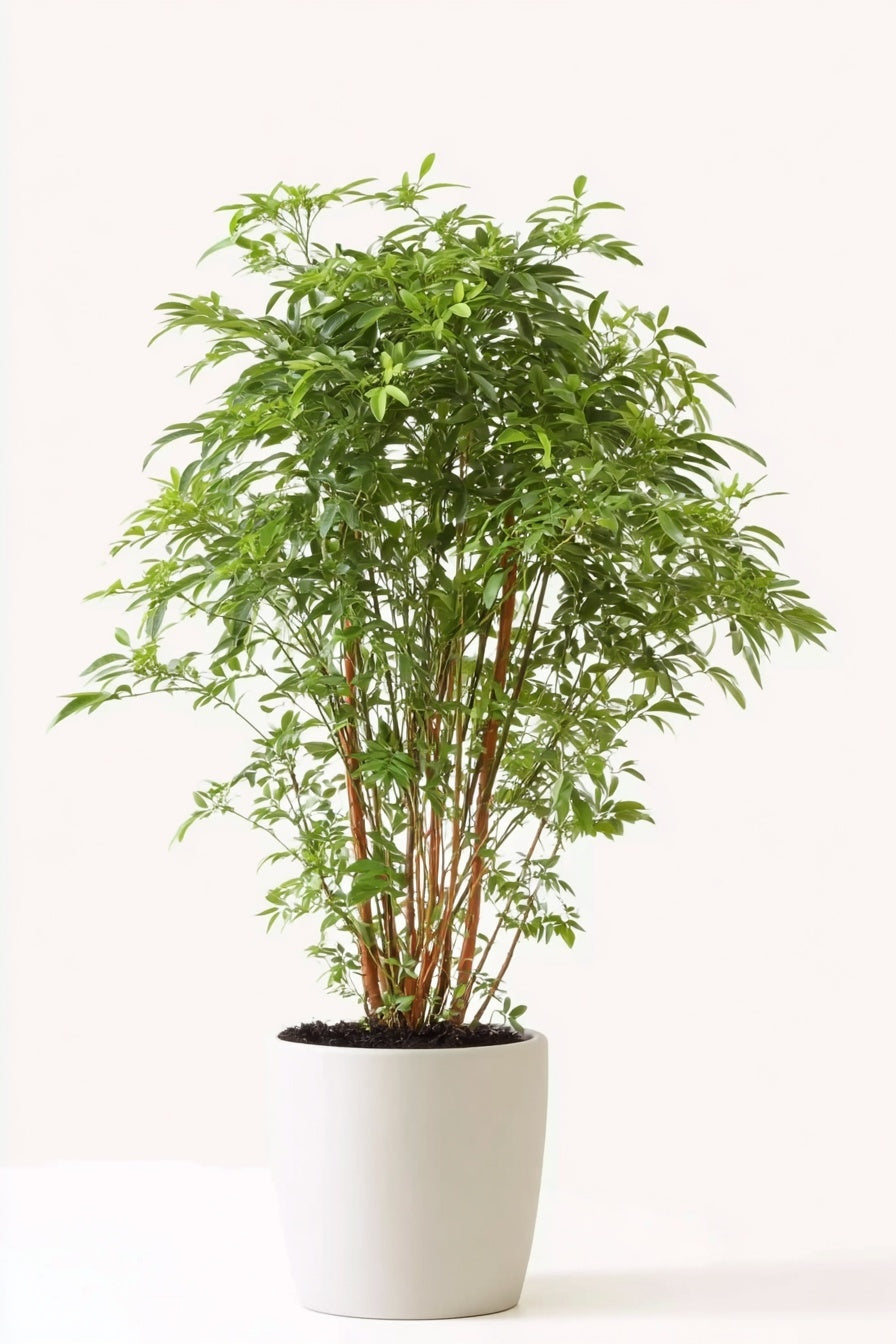Polyscias Hawaiiana Ming - 90 cm - Ø24cm