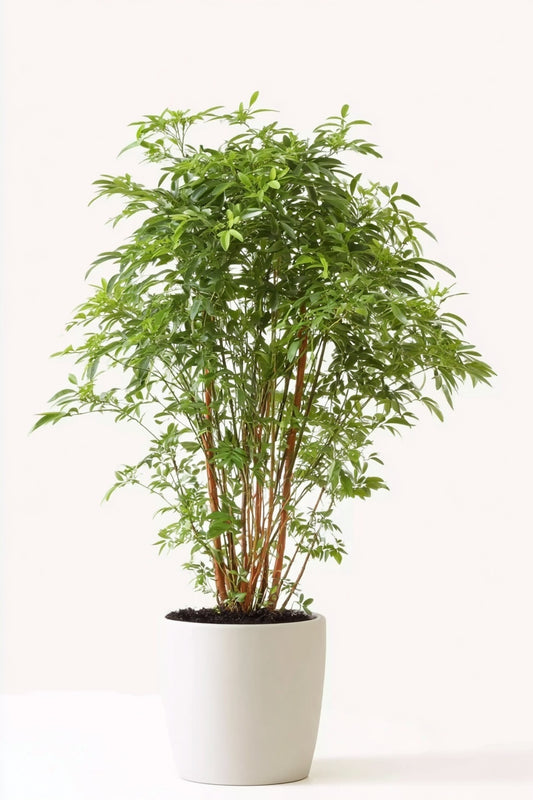 Polyscias Hawaiiana Ming - 90 cm - Ø24cm