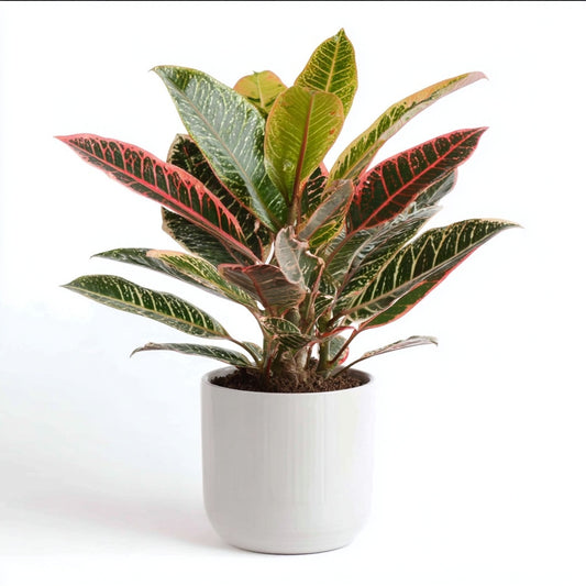 Codiaeum variegatum 'Petra' - 30 cm - ø12