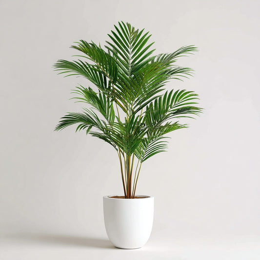 Dypsis Lutescens (Areca palm) 150 cm - ø24