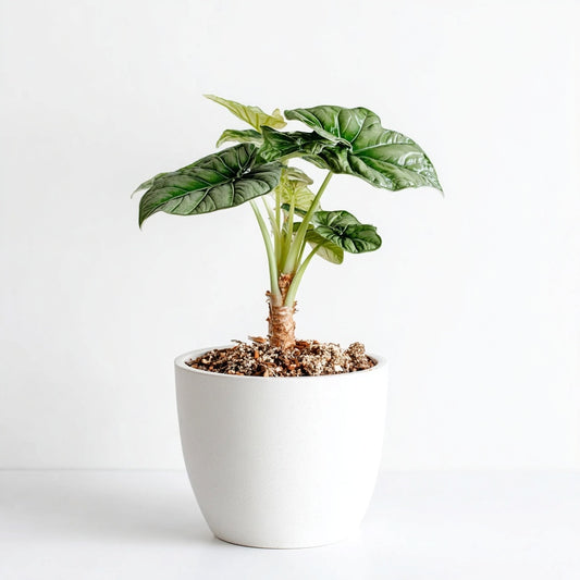 Alocasia Silver Dragon - Ø12cm - ↕25cm