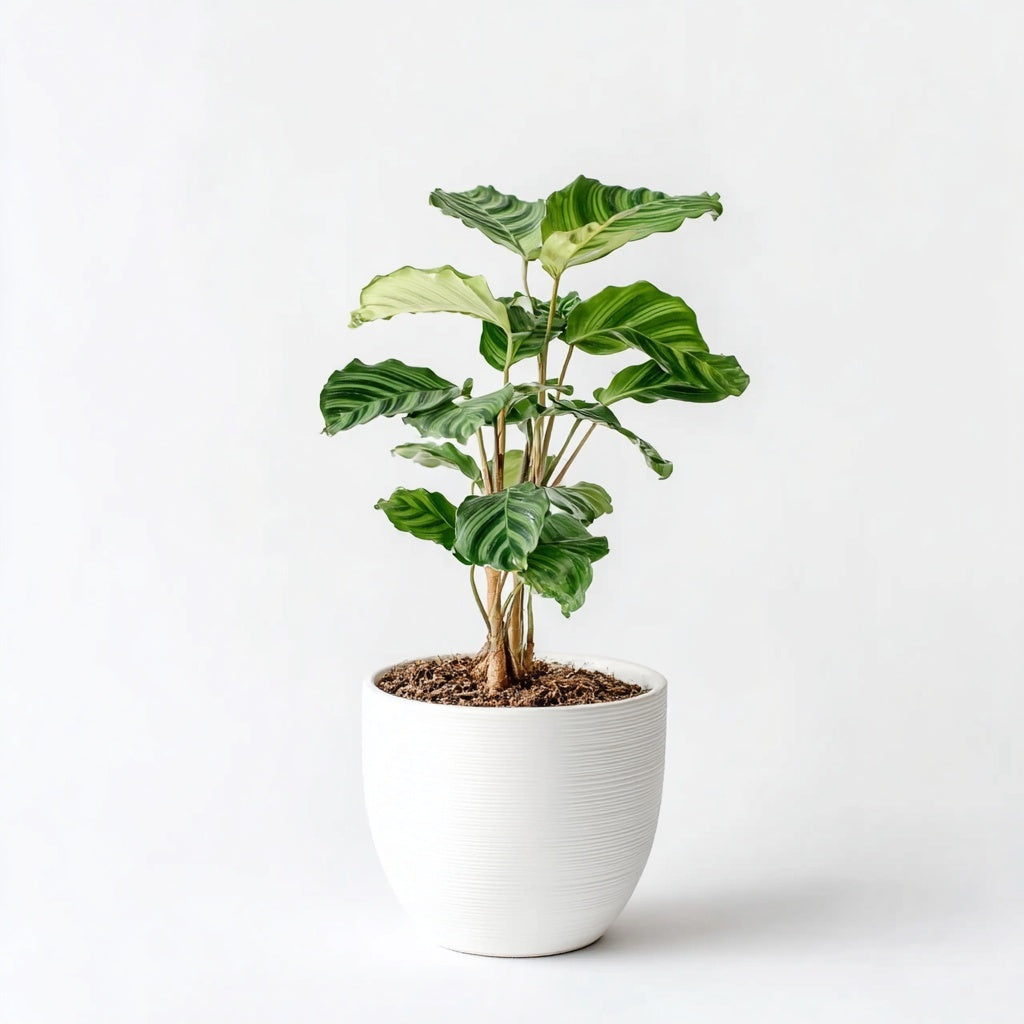 Calathea Makoyana - Ø14cm - ↕45cm