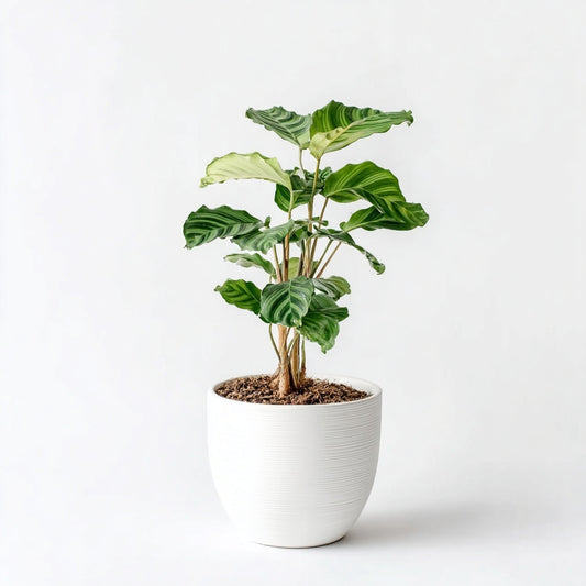 Calathea Makoyana - Ø14cm - ↕45cm