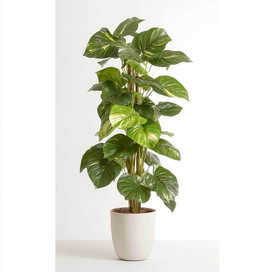 Epipremnum Pinnatum - Ø24cm - ↕120cm