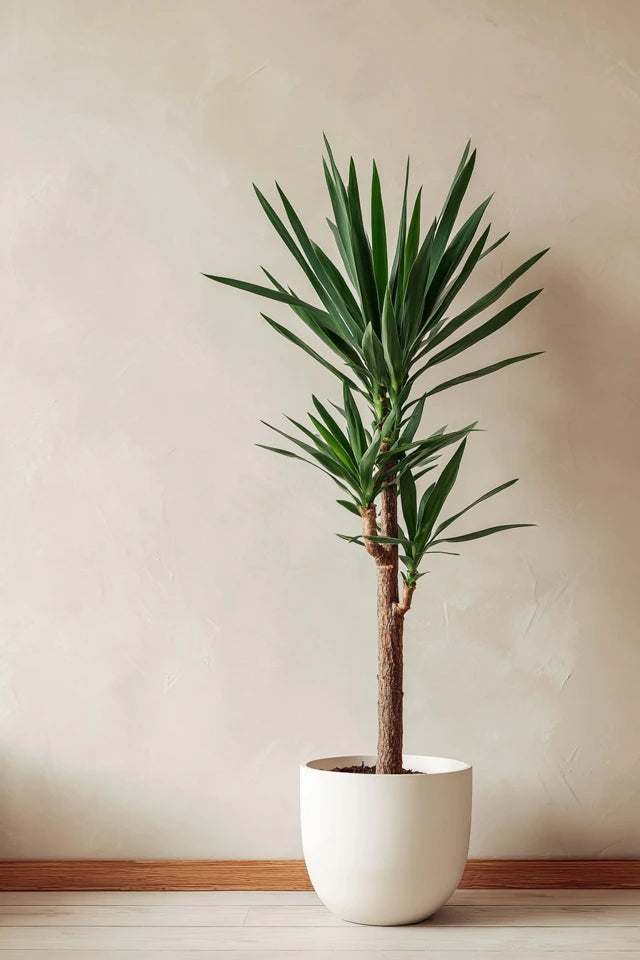 Yucca Elephantipe vertakt - 150 cm - ø31