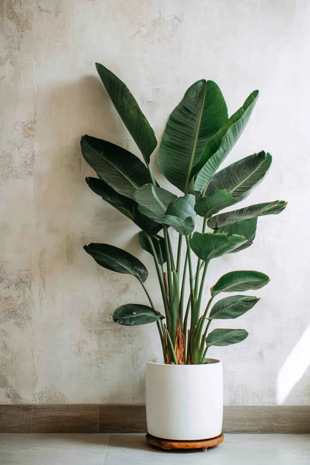 Strelitzia Reginae XXL - 200cm - ø50