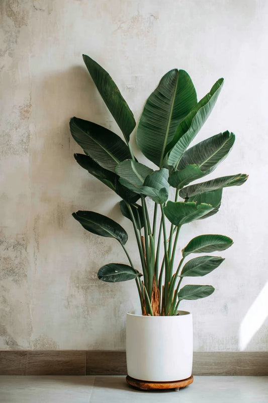 Strelitzia Reginae XXL - 200cm - ø50