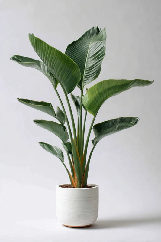 Strelitzia Nicolai - 180-200 cm - ø25-30