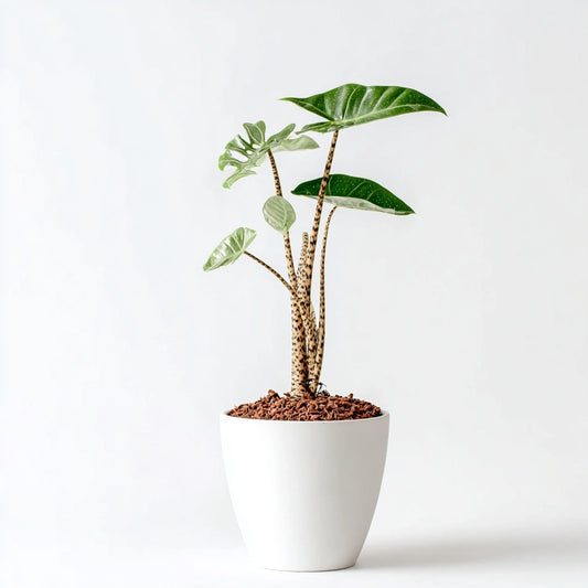 Alocasia Zebrina - 80 cm - Ø21cm