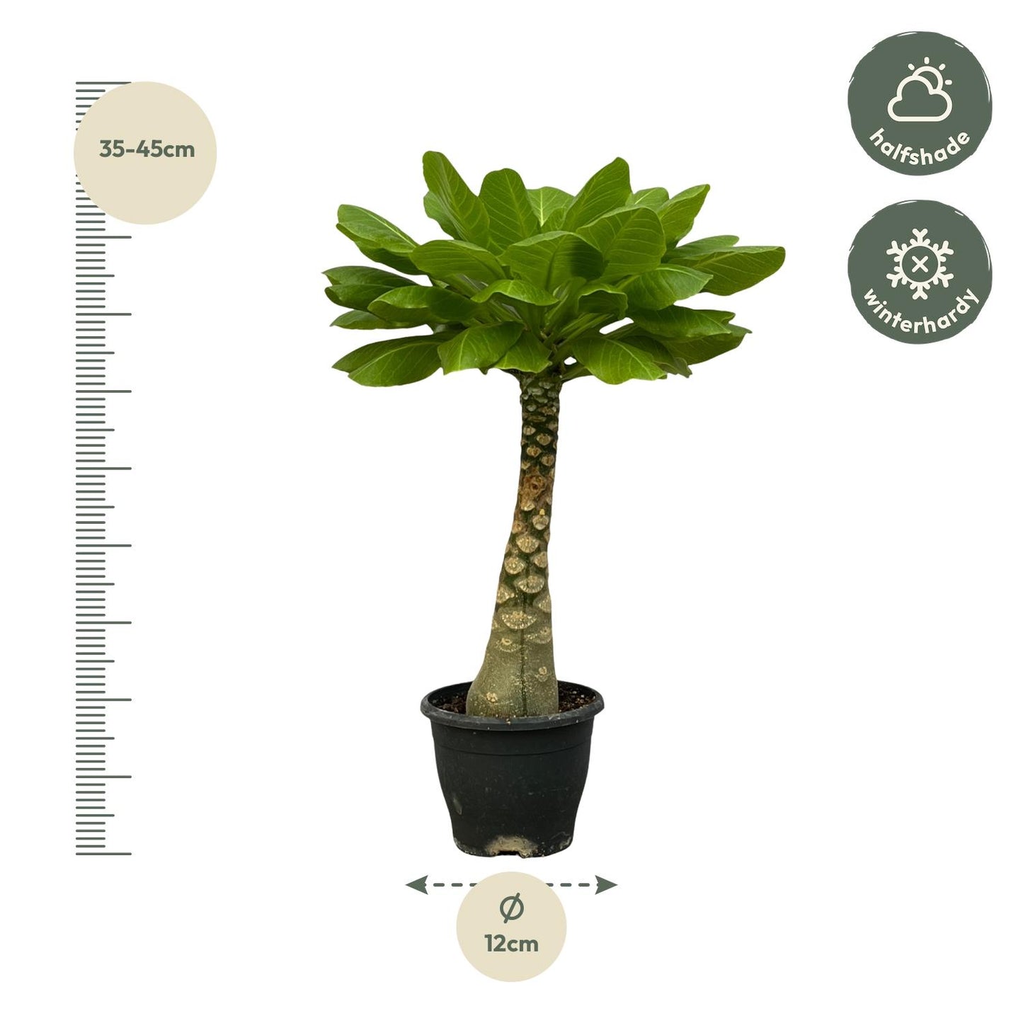 Birghamia Insignis - 25 cm - Ø12cm