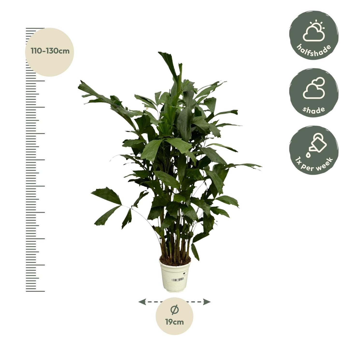 Caryota Mitis - 130 cm - Ø19cm