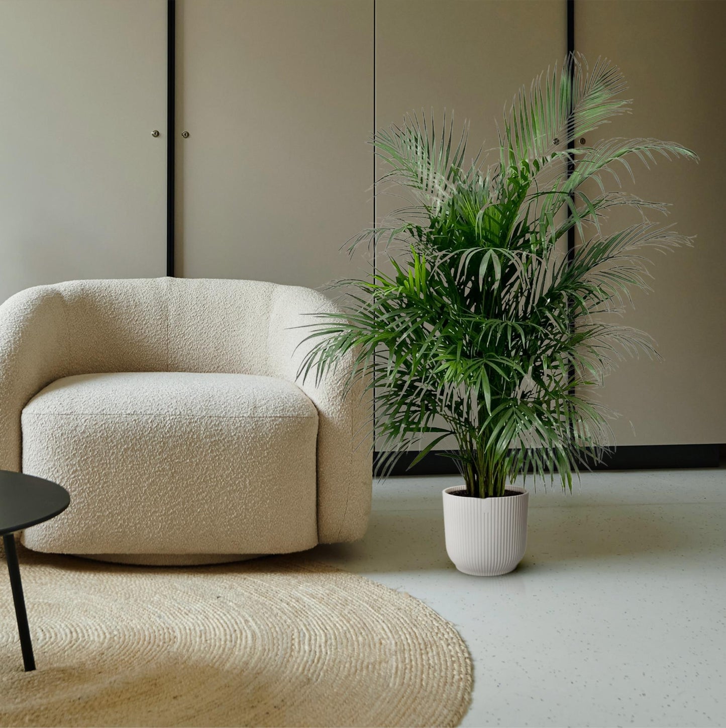 Dypsis Lutescens (Areca palm) 150 cm - ø24