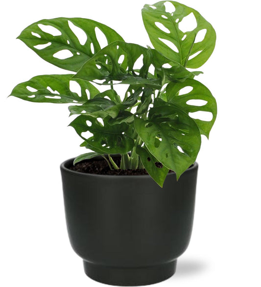 Monstera Monkey Leaf - Ø12cm - ↕30cm + Potenza Pot D13x11cm - Schwarz