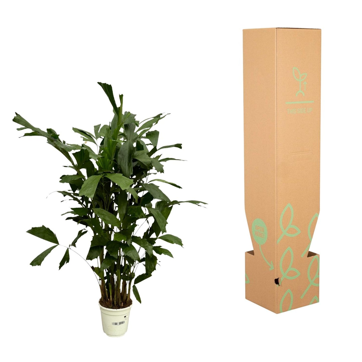 Caryota Mitis - 130 cm - Ø19cm