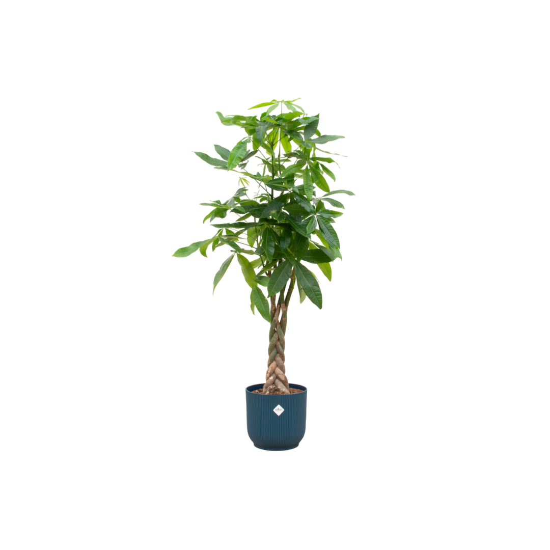 Combi deal - Pachira Aquatica inclusief elho Vibes Fold Round blauw Ø30 - 150 cm