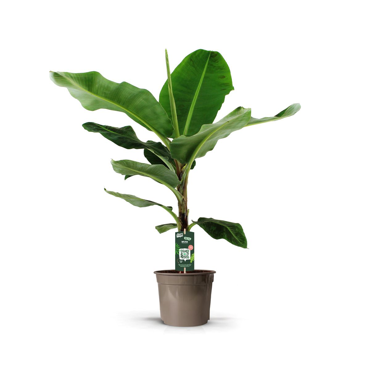 Bananenplant (Musa) - 150 cm - Ø27cm