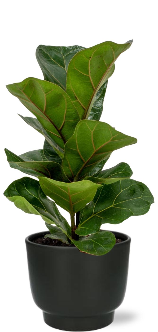 Ficus Lyrata - Ø12cm - ↕30cm + Potenza Pot D13x11cm - Schwarz