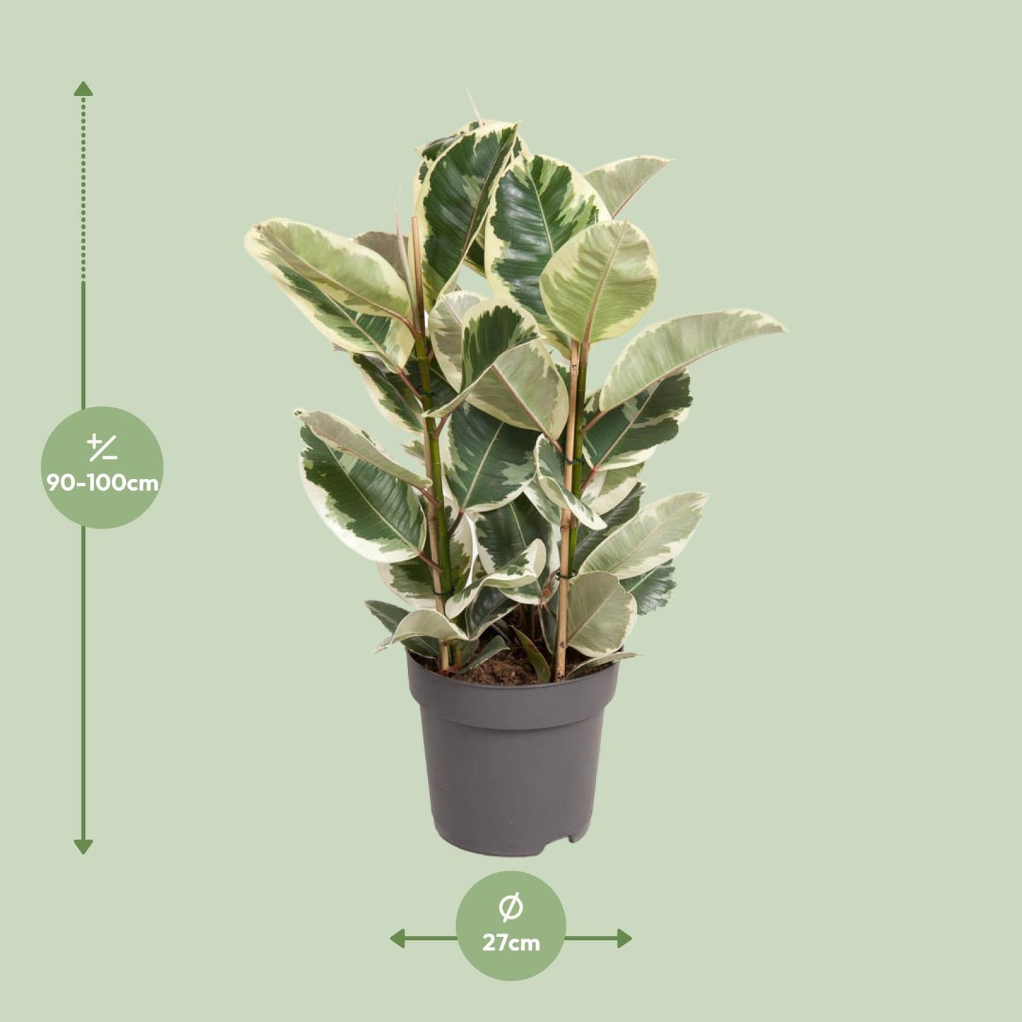 Ficus Elastica Tineke - Ø27cm - ↕100cm
